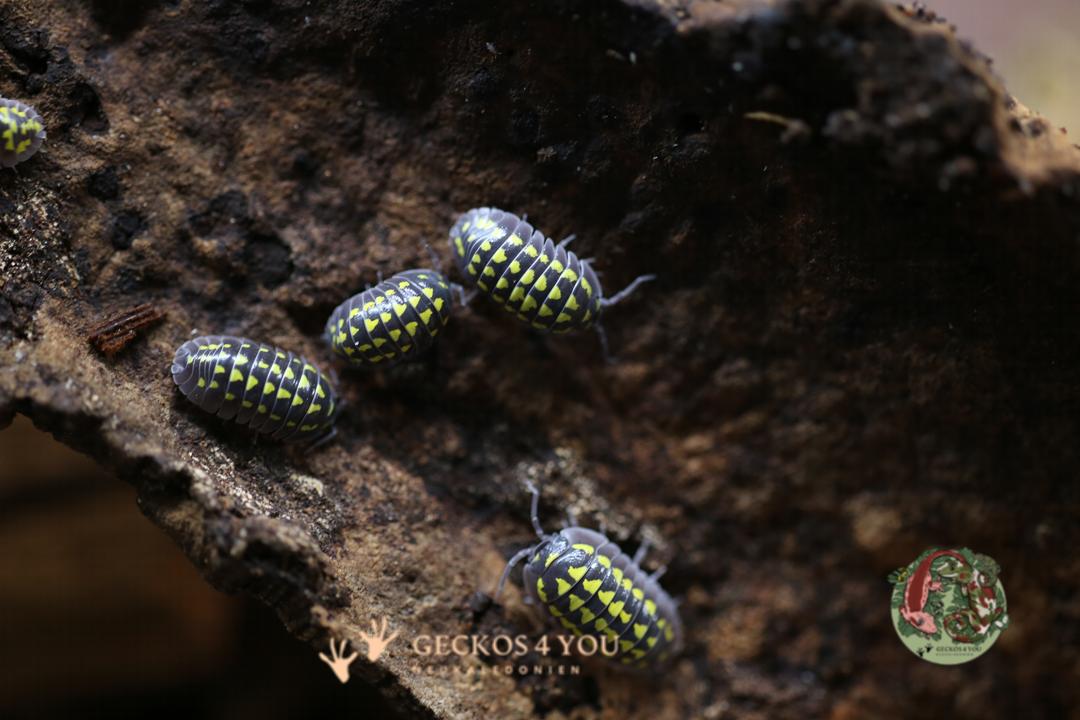 Bestand: Armadillidium Gestroi
