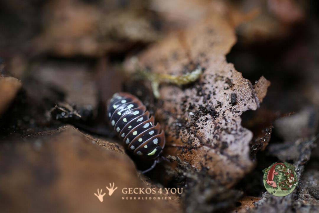 Bestand: Armadillidium klugii “montenegro“
