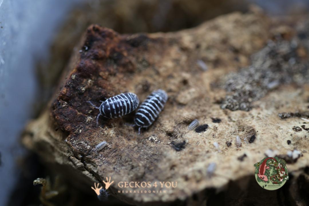 Bestand: Armadillidium maculatum “Zebrarollassel“