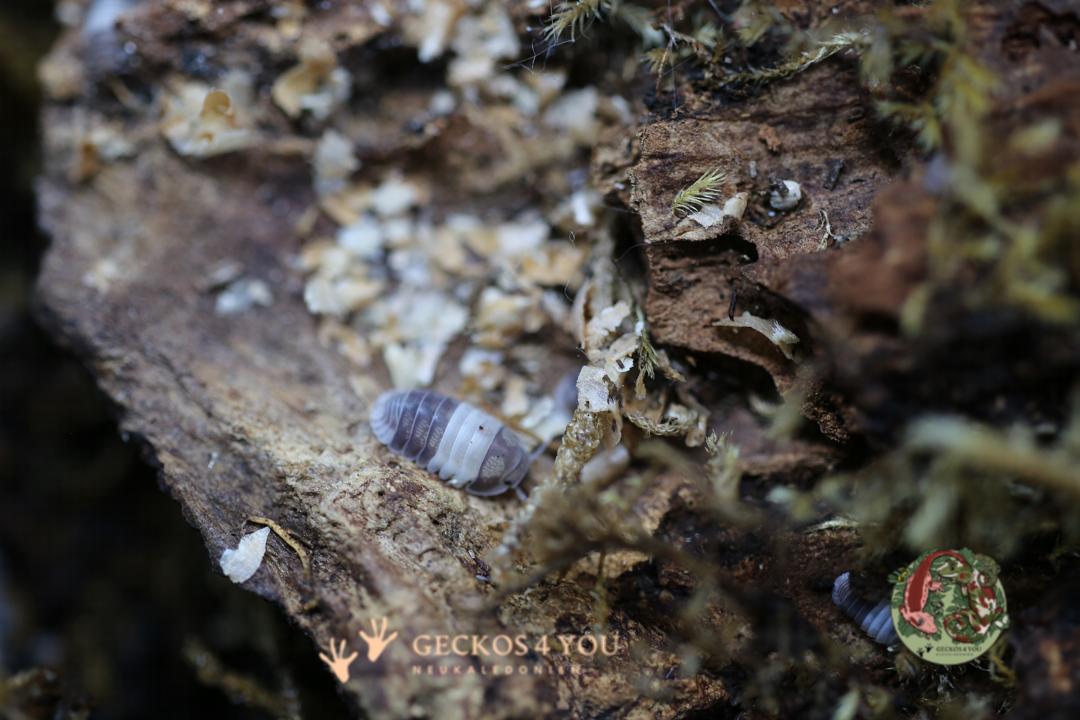 Bestand: Cubaris spec. “Panda King“