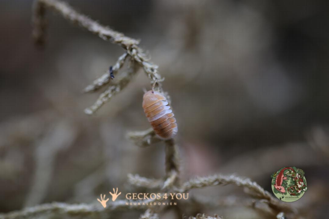 Bestand: Cubaris spec. “Panda King Orange”