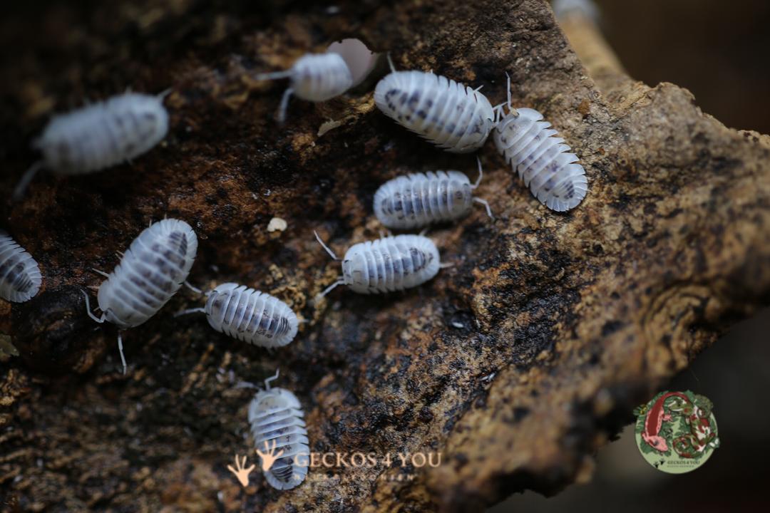 Bestand: Nesodillo arcangelii „Shiro Utsuri“