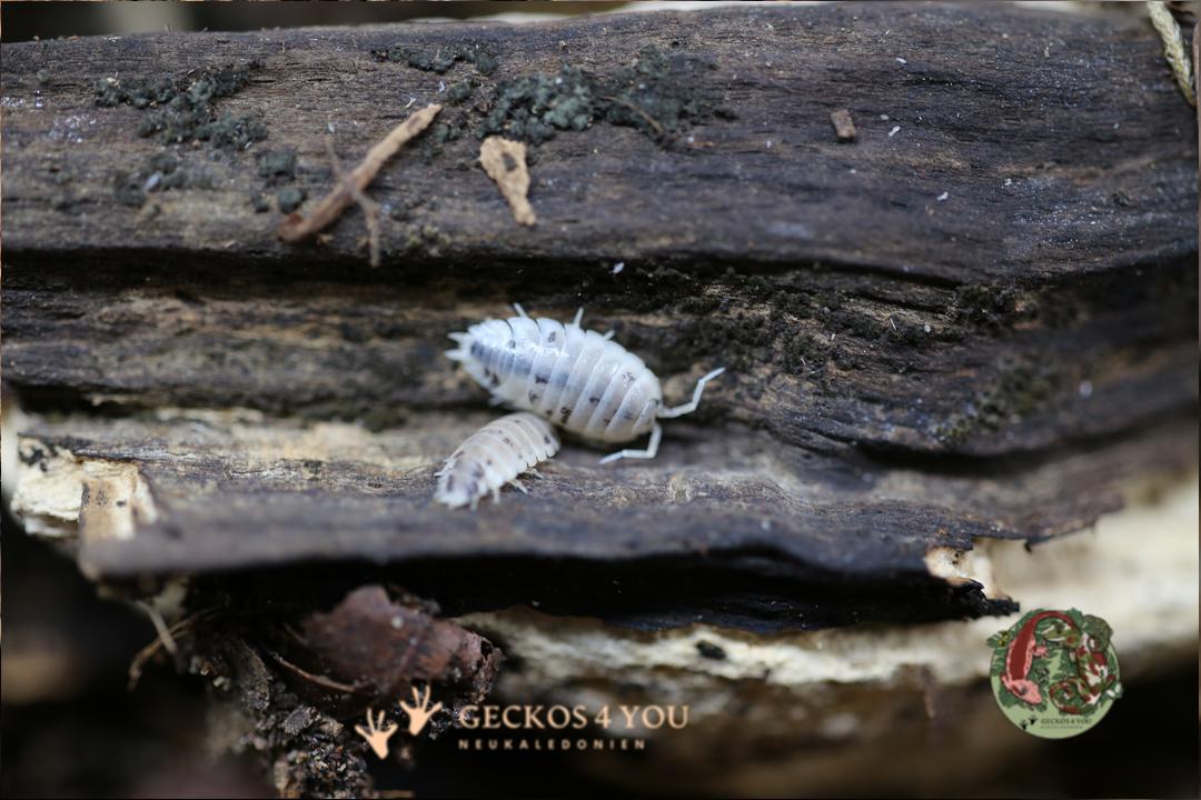 Bestand: Porcellio Laevis “panda Asseln“