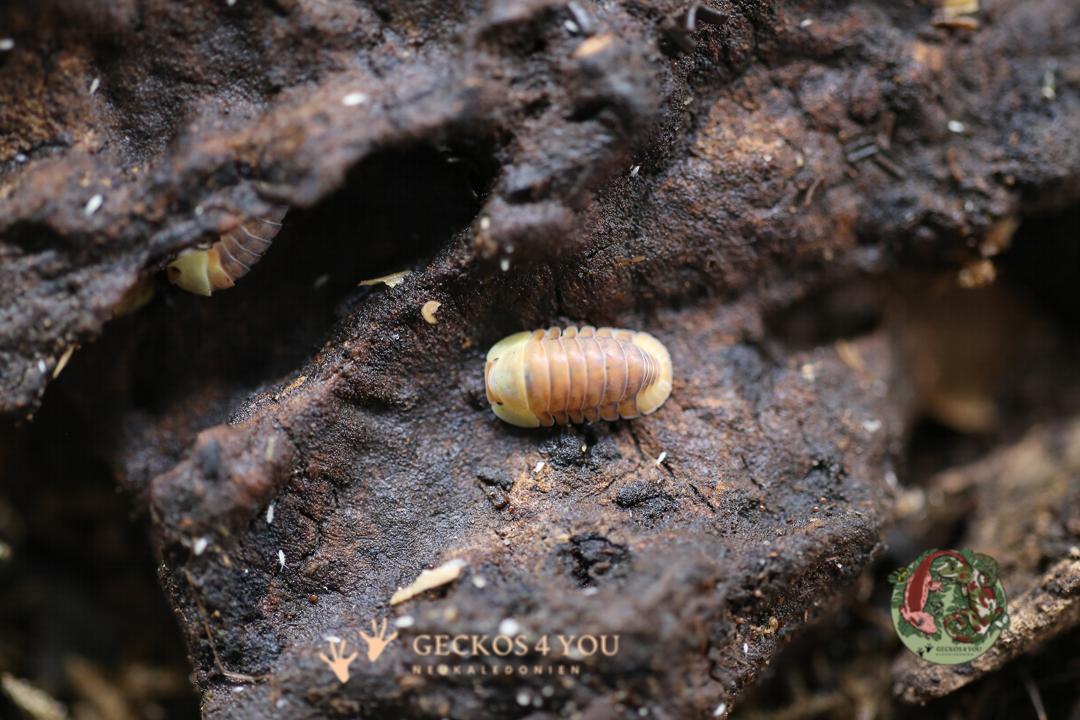 Bestand: Rubber Ducky